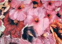 Hibiscus Amber Pareu