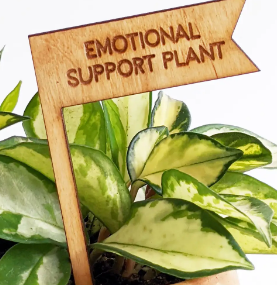 Plant Pick - Emotional Support Plant