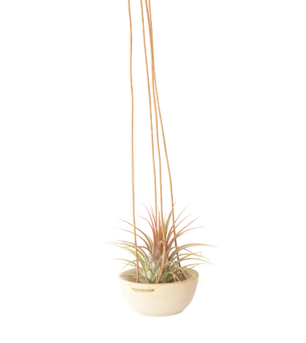 Wood + Leather Air Plant Hanger