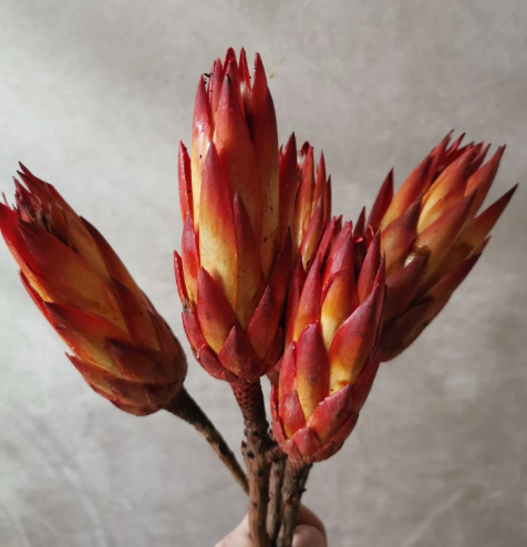 Deep red and yellow protea stems