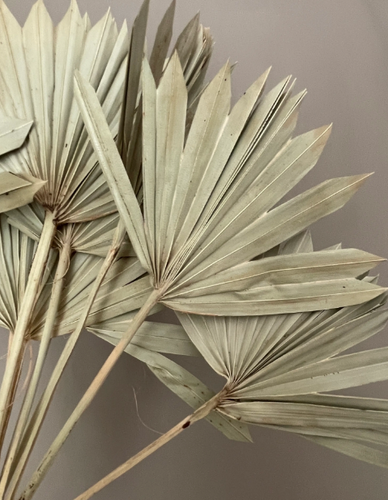Natural Dried Sun Palm Leaves
