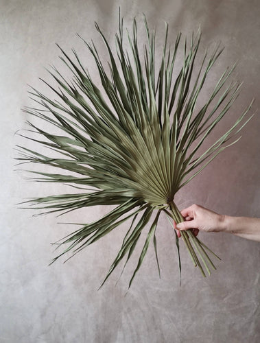 Natural dried green palm leaves