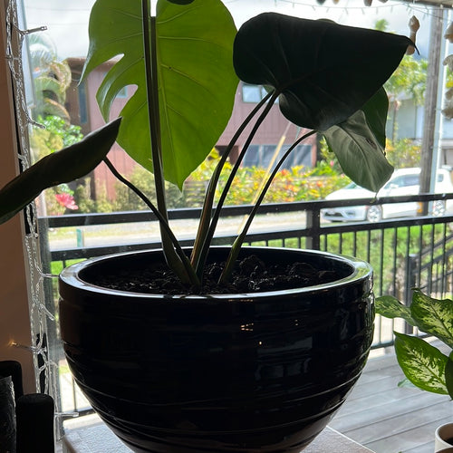 Black Ceramic Monstera Plant